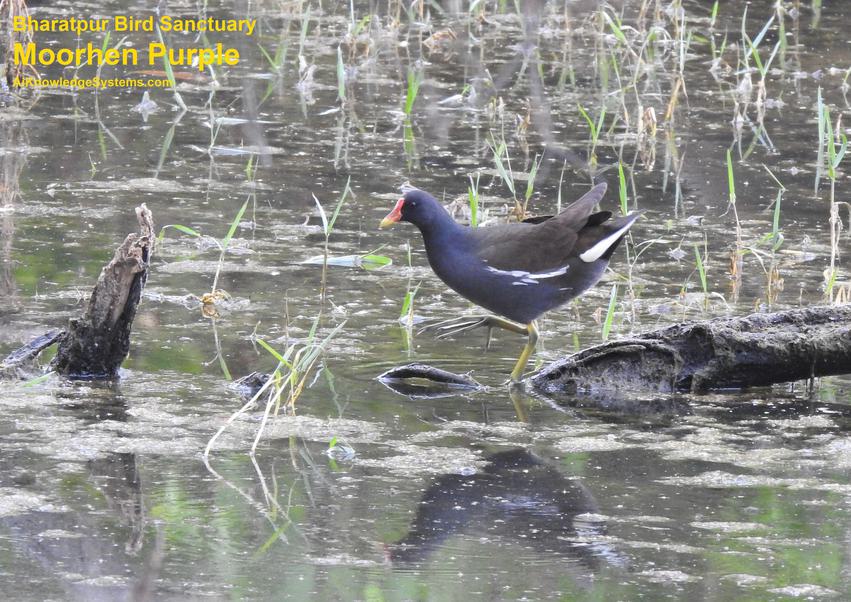 Moorhen Purple (10) Coming Soon